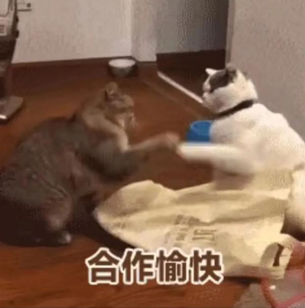 我真的不知道该怎么回复好了！