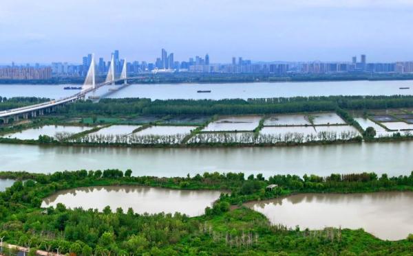 多方托举60余天，“稀客”水雉安全南迁