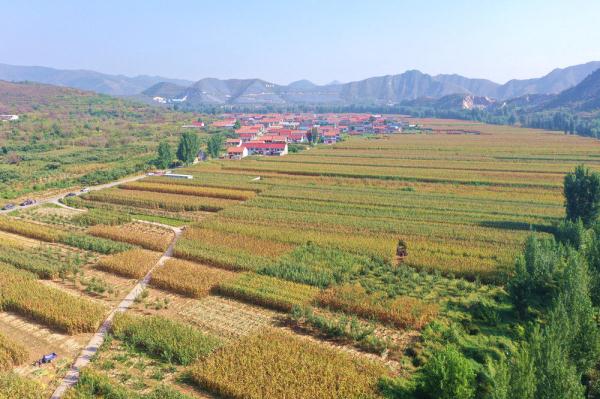 河北迁西：金秋丰收季 农民收获忙