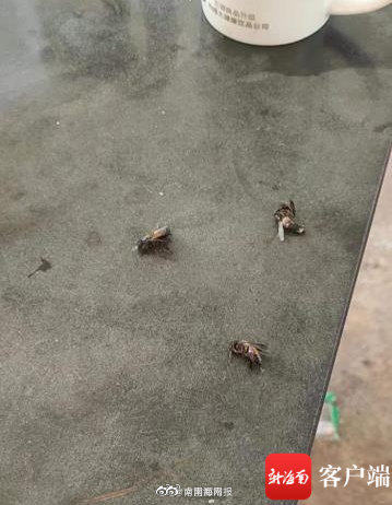 海口一男子被野蜂围攻 严重蜇伤需血液透析