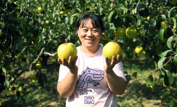 河北大城：梨果飘香富农家