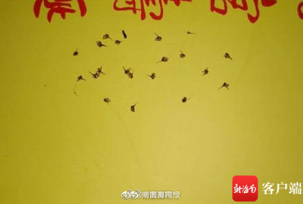 海口一男子被野蜂围攻 严重蜇伤需血液透析