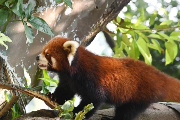 国际小熊猫日，深圳野生动物园小熊猫享用节日大餐