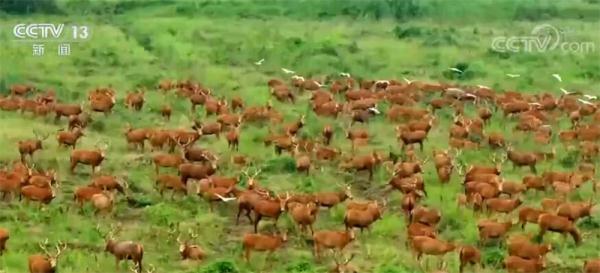 先进技术助力 麋鹿重回长江见成效 野外种群达2500头 先进技术助力 麋鹿重回长江见成效 野外种群达2500头