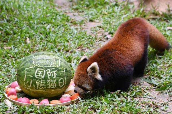 国际小熊猫日，深圳野生动物园小熊猫享用节日大餐