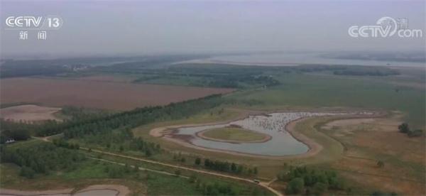 先进技术助力 麋鹿重回长江见成效 野外种群达2500头 先进技术助力 麋鹿重回长江见成效 野外种群达2500头