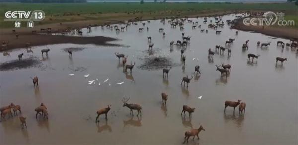 先进技术助力 麋鹿重回长江见成效 野外种群达2500头 先进技术助力 麋鹿重回长江见成效 野外种群达2500头