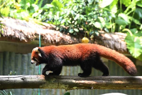 国际小熊猫日，深圳野生动物园小熊猫享用节日大餐