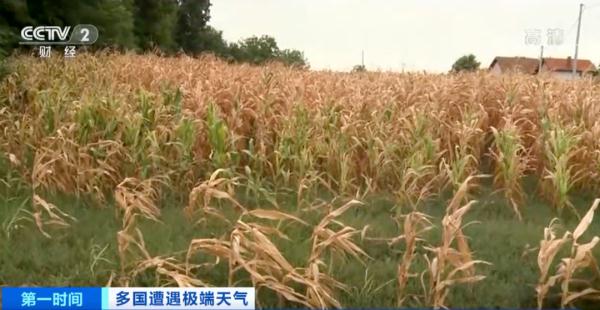 欧洲或经历500年来最严重干旱！这一国家，玉米产量降至30多年来最低