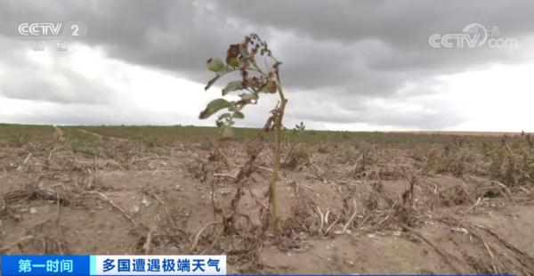欧洲或经历500年来最严重干旱！这一国家，玉米产量降至30多年来最低