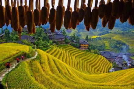 壮观!遇见稻田里的秋天——金秋的广西·龙脊梯田 壮观!遇见稻田里的秋天——金秋的广西·龙脊梯田