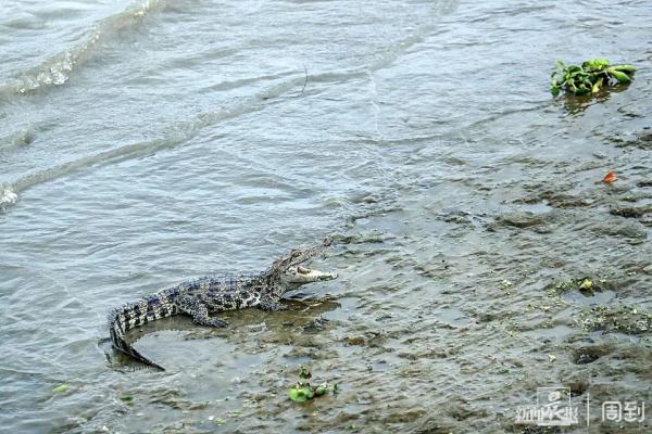 黄浦江边有鳄鱼晒太阳！是何品种、会不会伤人？专家判定