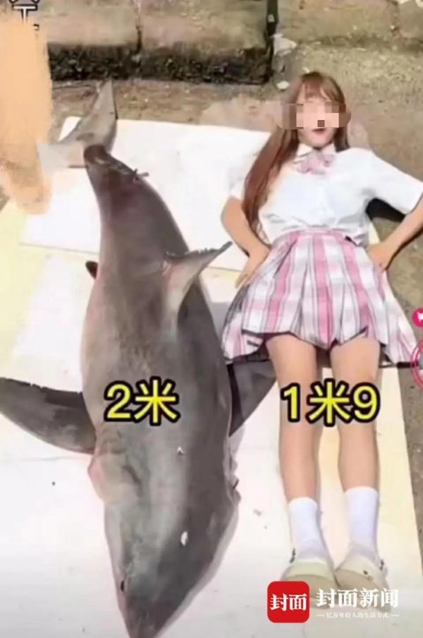 “女主播烹食大白鲨”后续来了，鲨鱼来源公布……