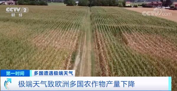 欧洲或经历500年来最严重干旱！这一国家，玉米产量降至30多年来最低