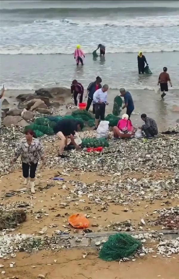 海滩现大量海鲜,有人开车来装 海滩现大量海鲜,有人开车来装