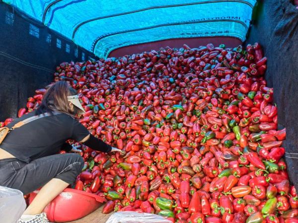 10天供应蔬菜近13000吨 昆明市临时蔬菜批发交易点货源充足