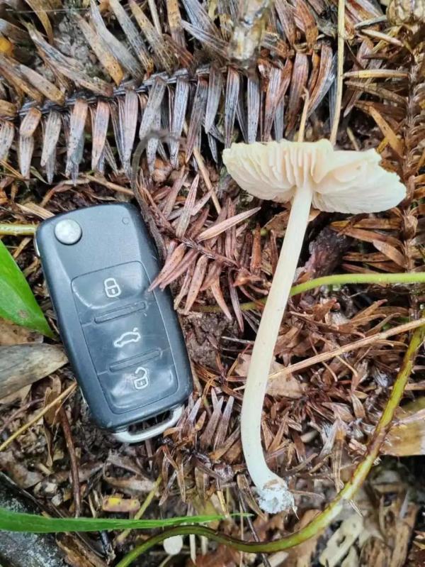 看见它，千万别摘！浙江已有2人中毒