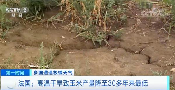 欧洲或经历500年来最严重干旱！这一国家，玉米产量降至30多年来最低