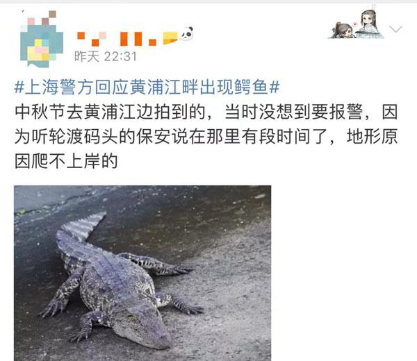 黄浦江畔惊现鳄鱼？最新消息来了...