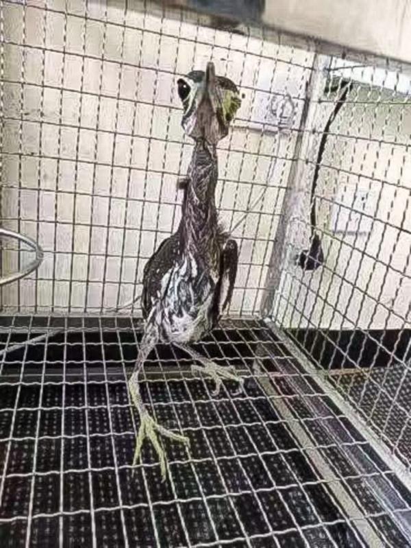 “世界上最神秘的鸟”！海南鳽，你见过吗？