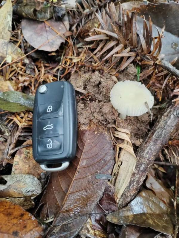 看见它，千万别摘！浙江已有2人中毒