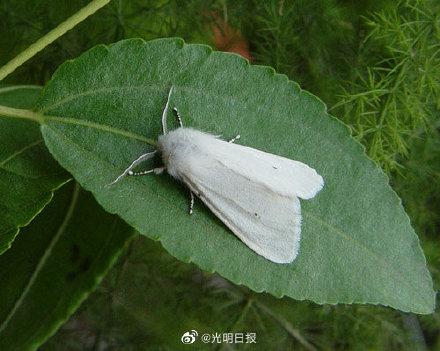 如何治理外来入侵物种