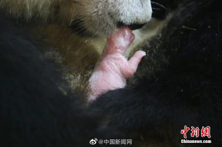 秦岭大熊猫安安诞下幼仔