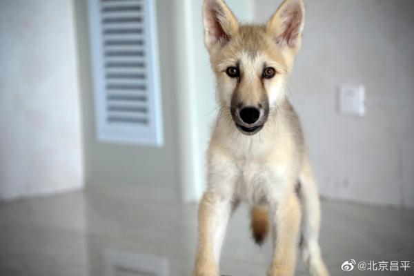 世界第一例，诞生在北京！