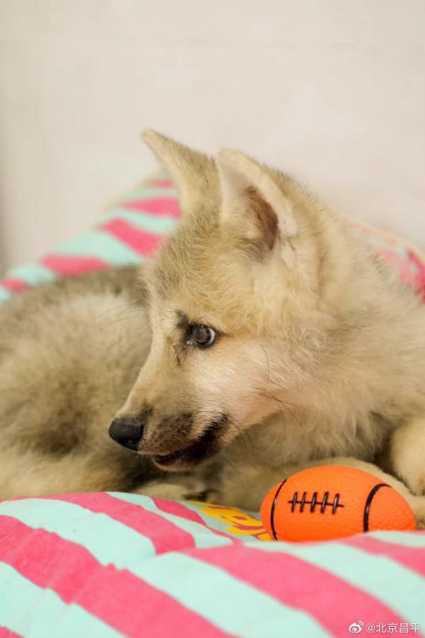 世界第一例，诞生在北京！