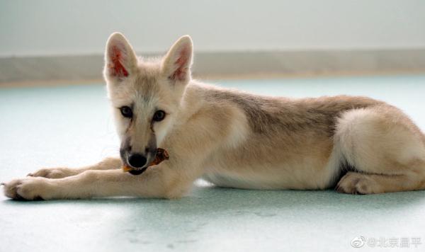 世界第一例，诞生在北京！