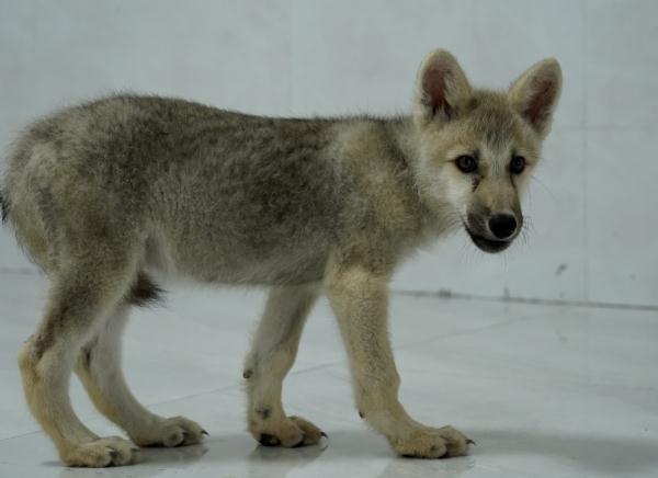 世界第一例，诞生在北京！