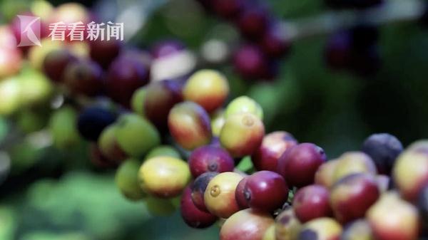 要涨价了?上海人真的离不开TA...... 要涨价了?上海人真的离不开TA......