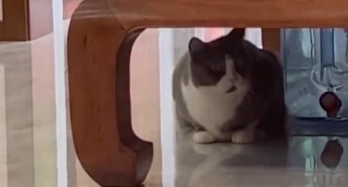 男子养了8年的猫走失，邻居捡到拒还并索赔6000多，律师解读