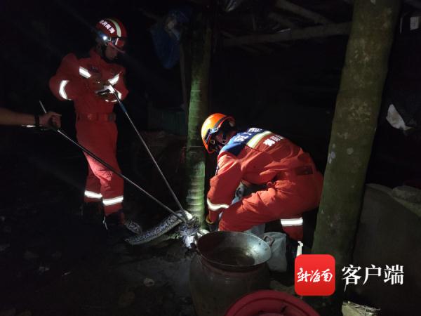 吓人！20余斤蟒蛇潜入定安一农家“吃鸡”