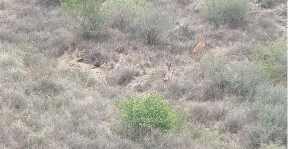 “迷鹿”误闯厂区,工作人员积极救助送回森林 “迷鹿”误闯厂区,工作人员积极救助送回森林