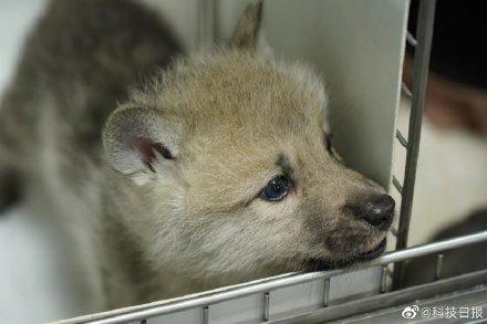 北极狼是起源于30万年前的冰河时期幸存者