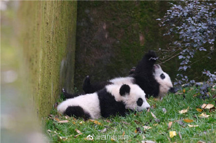 成都大熊猫繁育研究基地恢复开园啦！