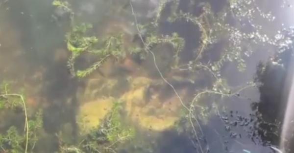 煞风景！沪一公园有神秘物体深入湖底，仔细一看竟然是TA