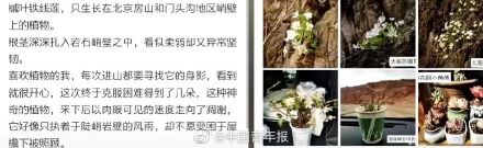 游客采摘国家二级保护植物被刑拘！