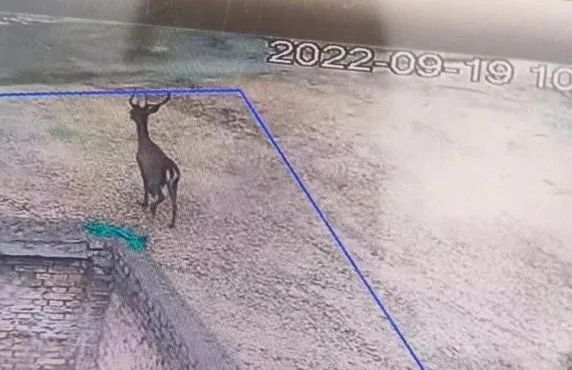 “迷鹿”误闯厂区,工作人员积极救助送回森林 “迷鹿”误闯厂区,工作人员积极救助送回森林