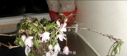 游客采摘国家二级保护植物被刑拘！