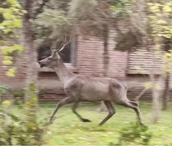 “迷鹿”误闯厂区,工作人员积极救助送回森林 “迷鹿”误闯厂区,工作人员积极救助送回森林