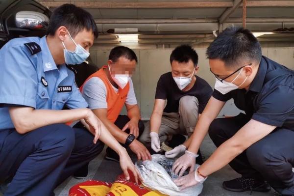 中华大蟾蜍险些成为“熏拉丝”？食用野生动物存在这些隐患！