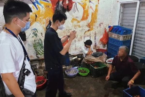 中华大蟾蜍险些成为“熏拉丝”？食用野生动物存在这些隐患！