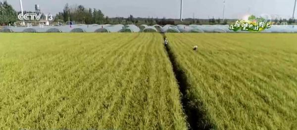 在希望的田野上 | 50多万亩稻田蟹喜获丰收 农民多渠道增收致富