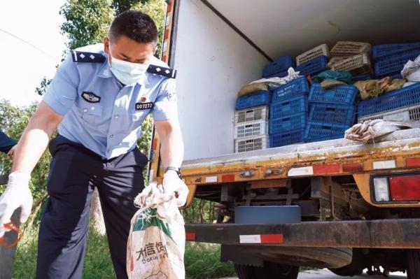 中华大蟾蜍险些成为“熏拉丝”？食用野生动物存在这些隐患！