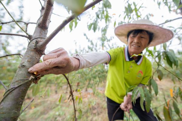 撂荒地变桃园 一抔桃胶话丰收 撂荒地变桃园 一抔桃胶话丰收