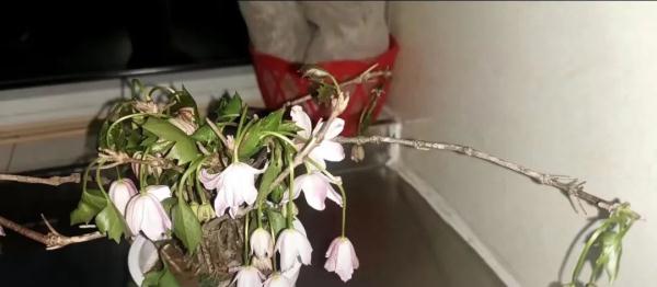 摘一株花还炫耀？刑拘！