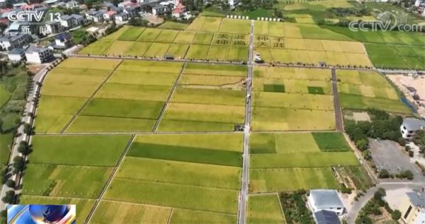 在希望的田野上·丰收中国 | 金黄是丰收的底色 祖国多地秋收忙 在希望的田野上·丰收中国 | 金黄是丰收的底色 祖国多地秋收忙