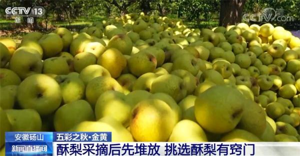 在希望的田野上·丰收中国 | 金黄是丰收的底色 祖国多地秋收忙 在希望的田野上·丰收中国 | 金黄是丰收的底色 祖国多地秋收忙